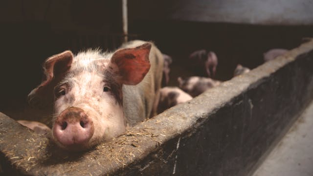 pig-farming-in-nigeria